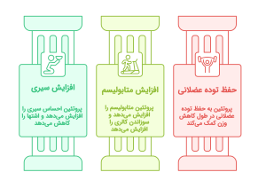 اینفوگرافیک چگونگی تاثیر پروتئین در کاهش وزن