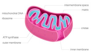 نمایی از ساختمان میتوکندری