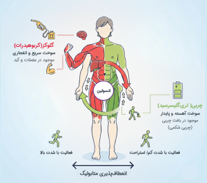 نمایی از بدن یک فرد دارای انعطاف‌پذیری متابولیک بالا